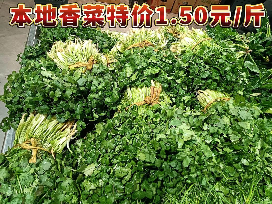 香菜多少钱一斤（费用介绍）？香菜近来多少钱一斤？-第1张图片-优品飞百科