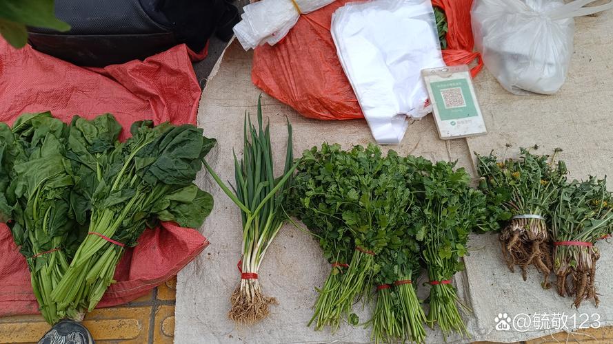 香菜多少钱一斤（费用介绍）？香菜近来多少钱一斤？-第2张图片-优品飞百科