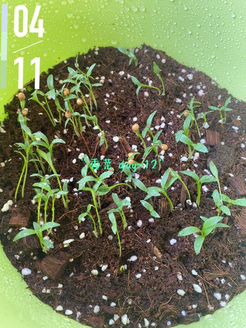 香菜多少钱一斤（费用介绍）？香菜近来多少钱一斤？-第3张图片-优品飞百科