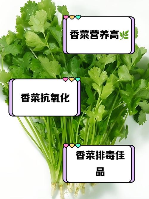 香菜多少钱一斤（费用介绍）？香菜近来多少钱一斤？-第4张图片-优品飞百科