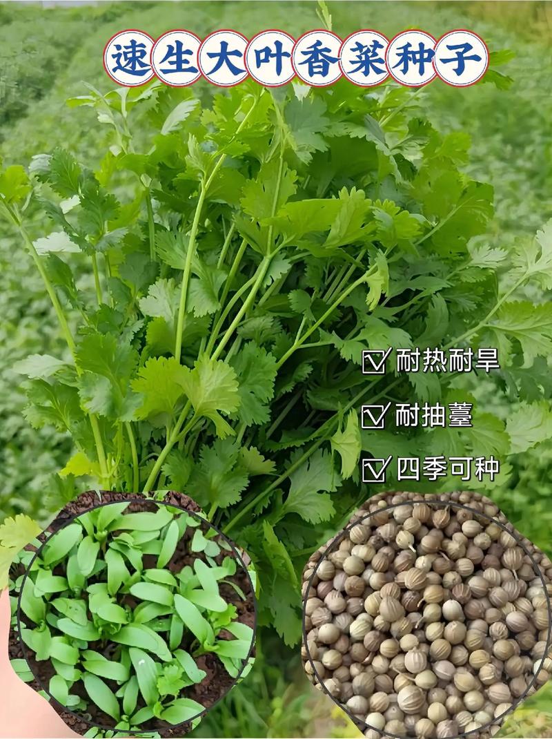 香菜多少钱一斤（费用介绍）？香菜近来多少钱一斤？-第6张图片-优品飞百科