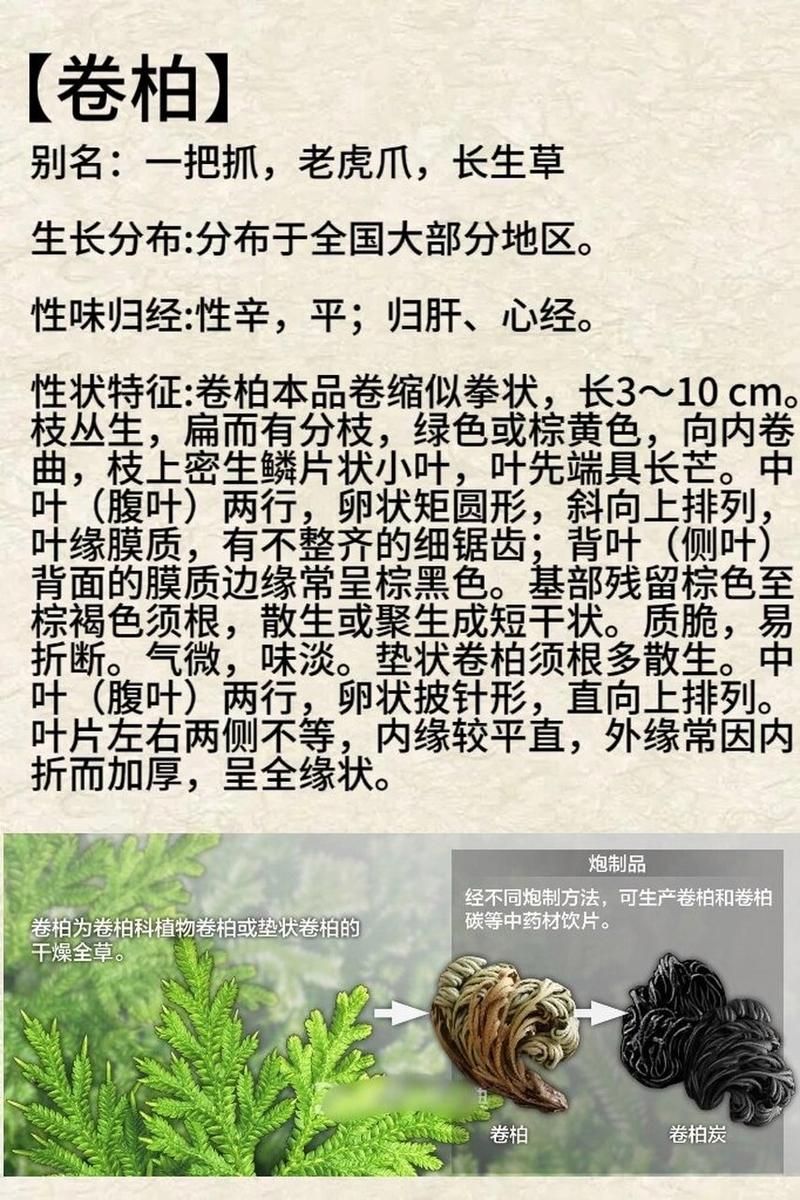 卷柏有什么作用?卷柏的功效与作用点的功效与作用及禁忌?-第1张图片-优品飞百科 卷柏有什么作用?卷柏的功效与作用点的功效与作用及禁忌?-第1张图片-优品飞百科