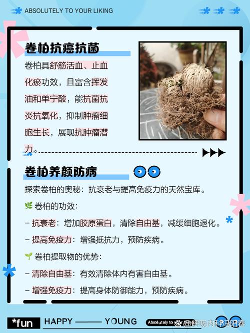 卷柏有什么作用?卷柏的功效与作用点的功效与作用及禁忌?-第2张图片-优品飞百科 卷柏有什么作用?卷柏的功效与作用点的功效与作用及禁忌?-第2张图片-优品飞百科
