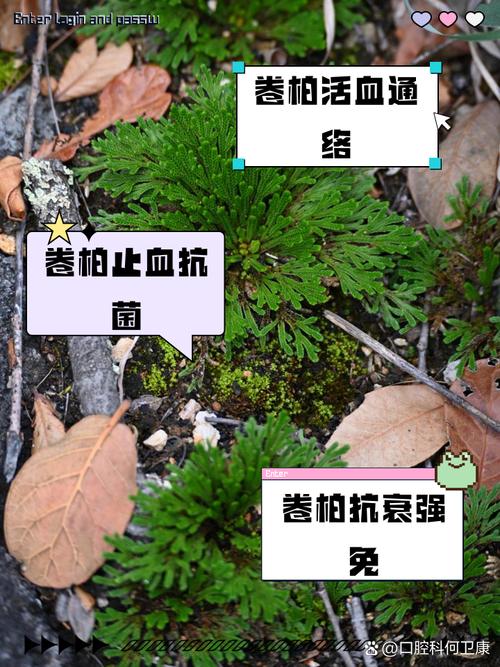 卷柏有什么作用?卷柏的功效与作用点的功效与作用及禁忌?-第3张图片-优品飞百科 卷柏有什么作用?卷柏的功效与作用点的功效与作用及禁忌?-第3张图片-优品飞百科