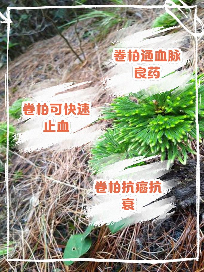 卷柏有什么作用?卷柏的功效与作用点的功效与作用及禁忌?-第4张图片-优品飞百科 卷柏有什么作用?卷柏的功效与作用点的功效与作用及禁忌?-第4张图片-优品飞百科