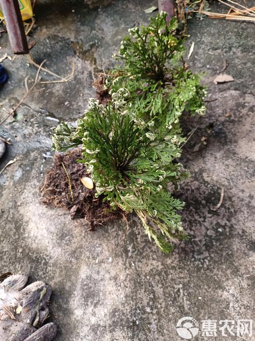 卷柏有什么作用?卷柏的功效与作用点的功效与作用及禁忌?-第5张图片-优品飞百科 卷柏有什么作用?卷柏的功效与作用点的功效与作用及禁忌?-第5张图片-优品飞百科