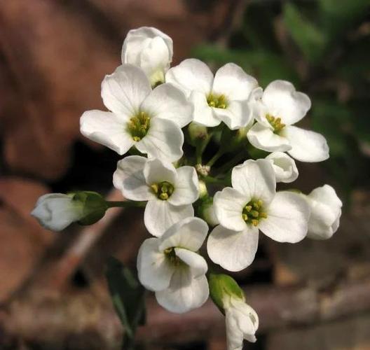 菥蓂的功效与作用，菥蓂的功效与作用主要治什么病症？-第2张图片-优品飞百科