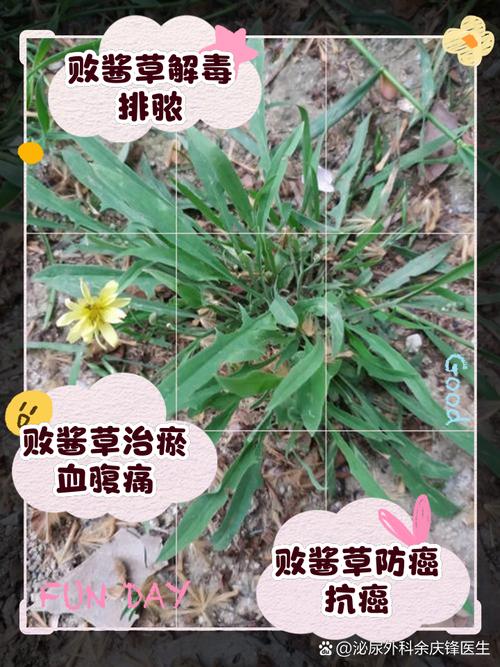 菥蓂的功效与作用，菥蓂的功效与作用主要治什么病症？-第3张图片-优品飞百科