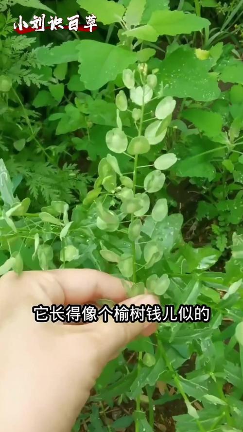 菥蓂的功效与作用，菥蓂的功效与作用主要治什么病症？-第4张图片-优品飞百科