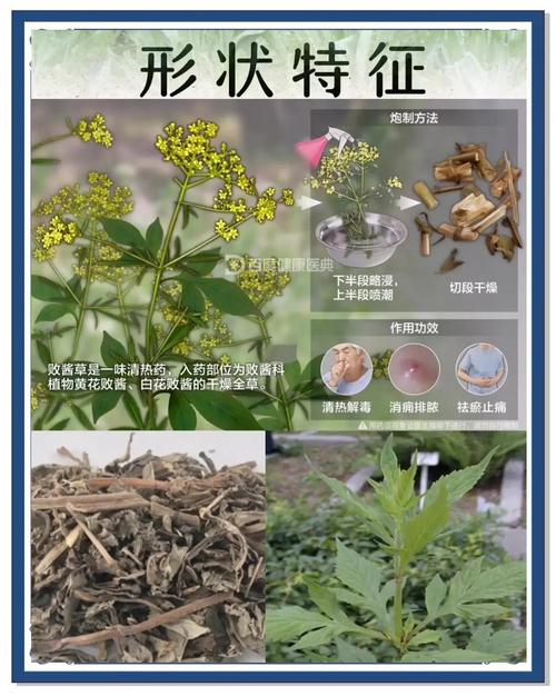 菥蓂的功效与作用，菥蓂的功效与作用主要治什么病症？-第5张图片-优品飞百科