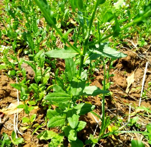 菥蓂的功效与作用，菥蓂的功效与作用主要治什么病症？-第6张图片-优品飞百科