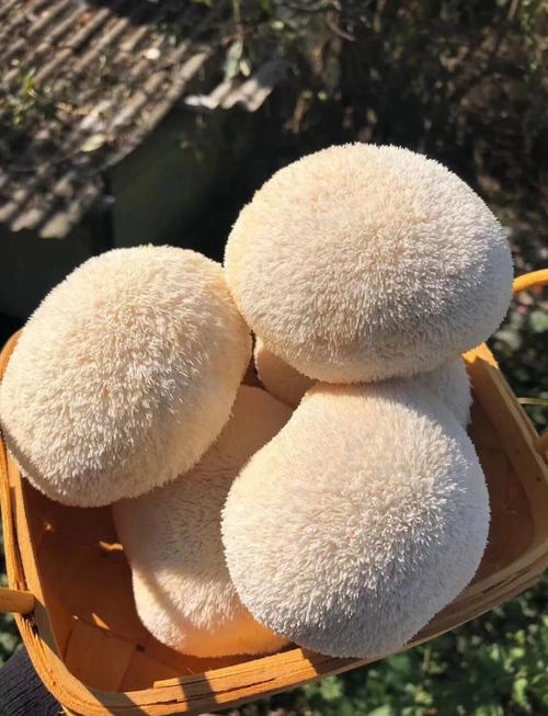 猴头菇怎么吃，吃猴头菇的禁忌，猴头菇食用方法-第5张图片-优品飞百科