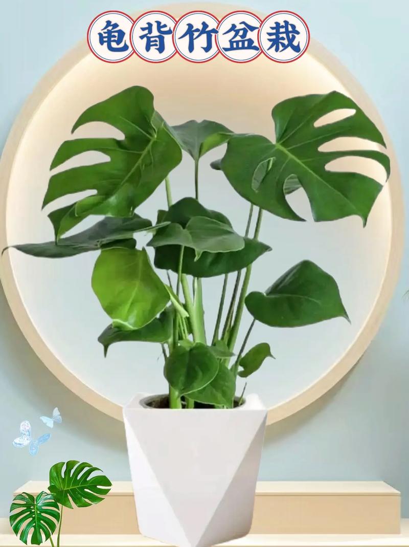 龟背竹的花语和寓意，送人有什么禁忌，龟背竹有啥寓意？-第1张图片-优品飞百科