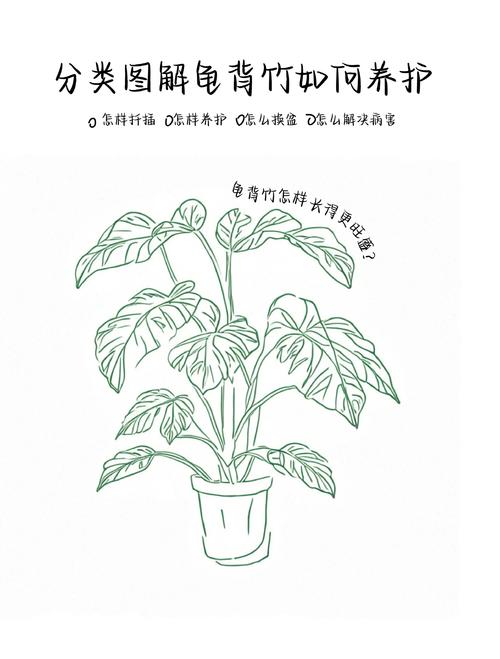 龟背竹的花语和寓意，送人有什么禁忌，龟背竹有啥寓意？-第2张图片-优品飞百科