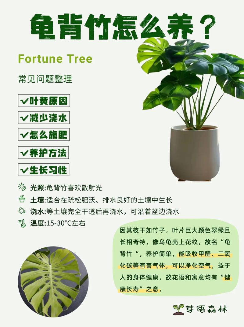 龟背竹的花语和寓意，送人有什么禁忌，龟背竹有啥寓意？-第3张图片-优品飞百科