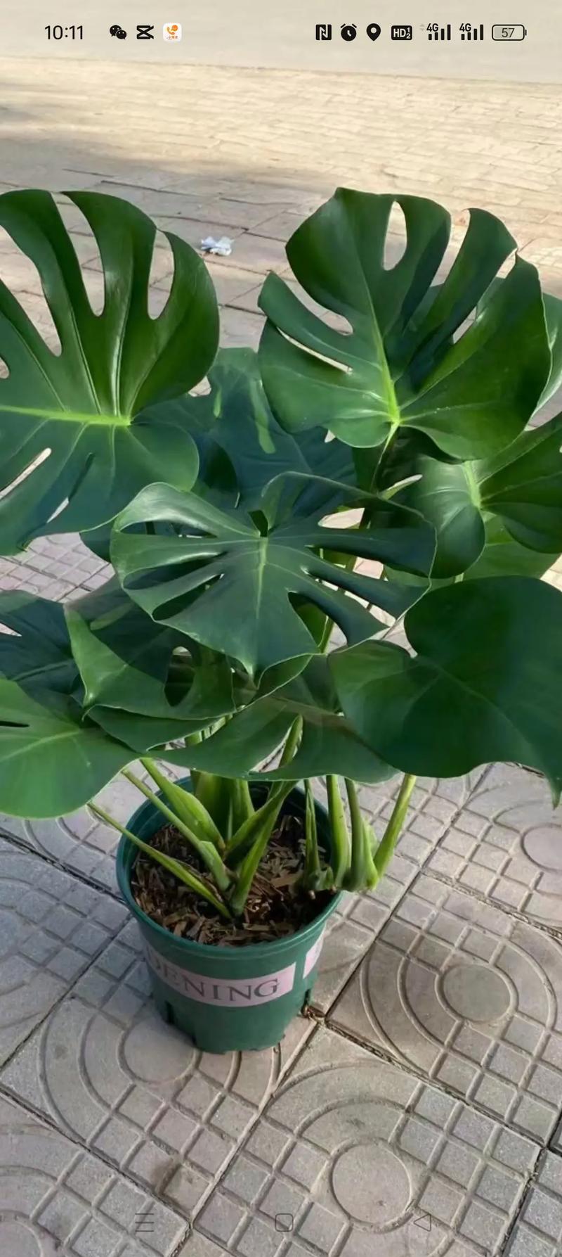 龟背竹的花语和寓意，送人有什么禁忌，龟背竹有啥寓意？-第4张图片-优品飞百科