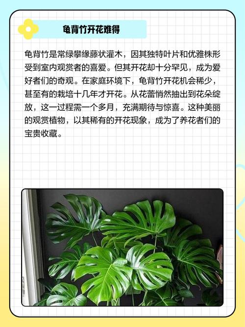 龟背竹的花语和寓意，送人有什么禁忌，龟背竹有啥寓意？-第5张图片-优品飞百科