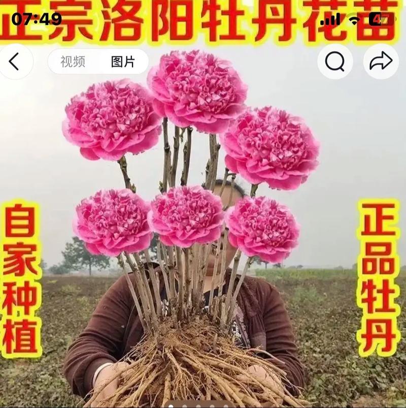 牡丹花苗多少钱,牡丹苗费用,牡丹种苗费用?-第1张图片-优品飞百科 牡丹花苗多少钱,牡丹苗费用,牡丹种苗费用?-第1张图片-优品飞百科