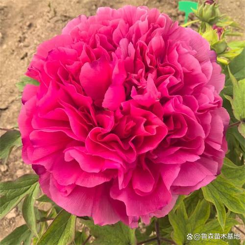 牡丹花苗多少钱,牡丹苗费用,牡丹种苗费用?-第2张图片-优品飞百科 牡丹花苗多少钱,牡丹苗费用,牡丹种苗费用?-第2张图片-优品飞百科