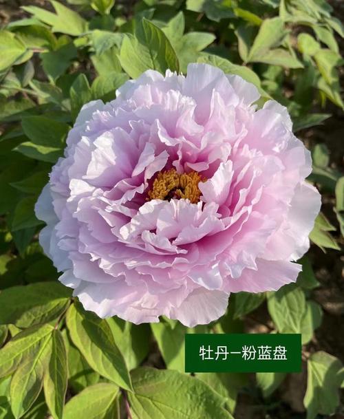 牡丹花苗多少钱,牡丹苗费用,牡丹种苗费用?-第3张图片-优品飞百科 牡丹花苗多少钱,牡丹苗费用,牡丹种苗费用?-第3张图片-优品飞百科