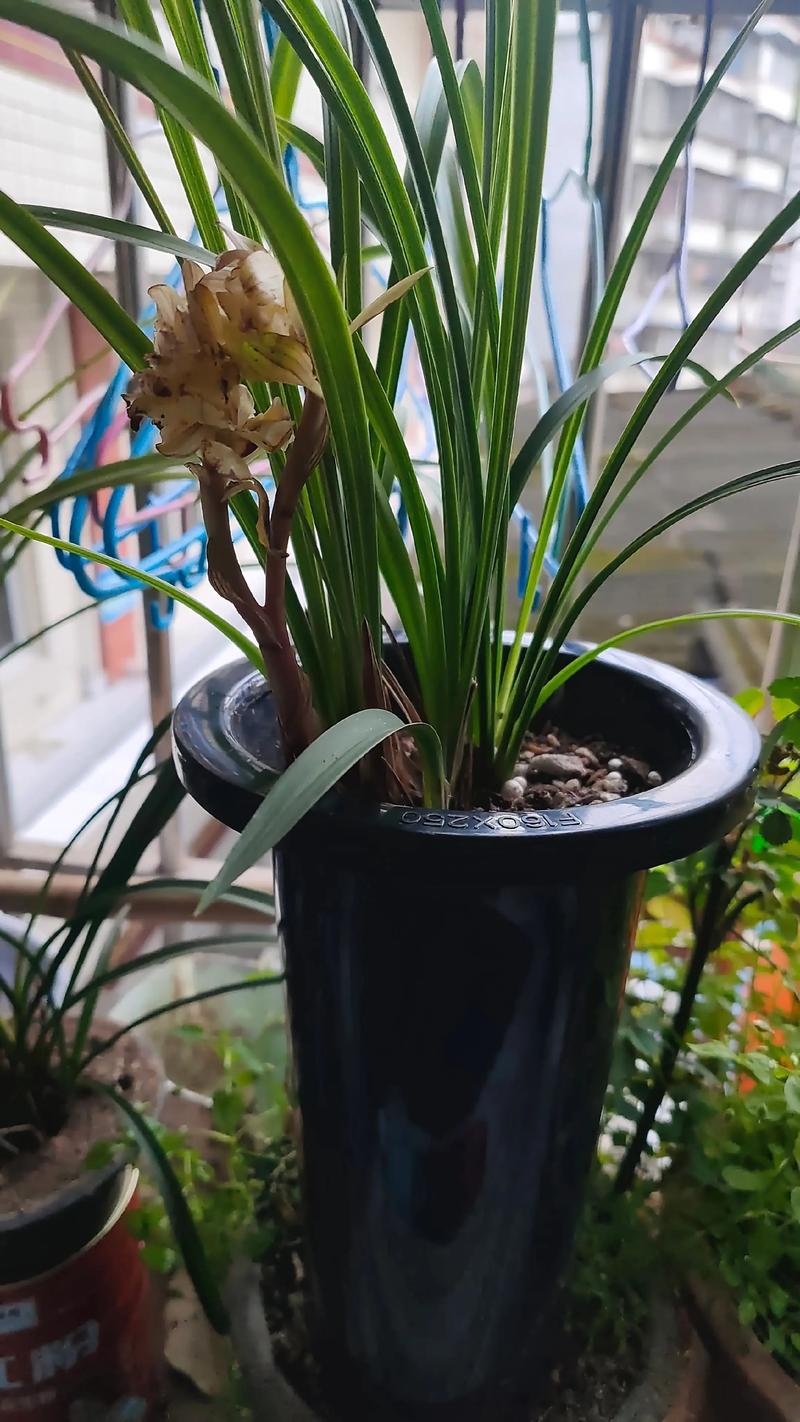 牡丹花苗多少钱,牡丹苗费用,牡丹种苗费用?-第4张图片-优品飞百科 牡丹花苗多少钱,牡丹苗费用,牡丹种苗费用?-第4张图片-优品飞百科