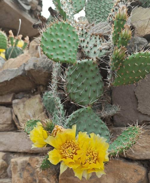 这些花老年人不要养,家里有一棵就很危险!,老人养的花-第3张图片-优品飞百科 这些花老年人不要养,家里有一棵就很危险!,老人养的花-第3张图片-优品飞百科