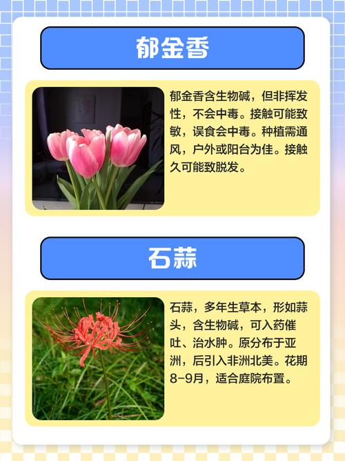 这些花老年人不要养,家里有一棵就很危险!,老人养的花-第4张图片-优品飞百科 这些花老年人不要养,家里有一棵就很危险!,老人养的花-第4张图片-优品飞百科