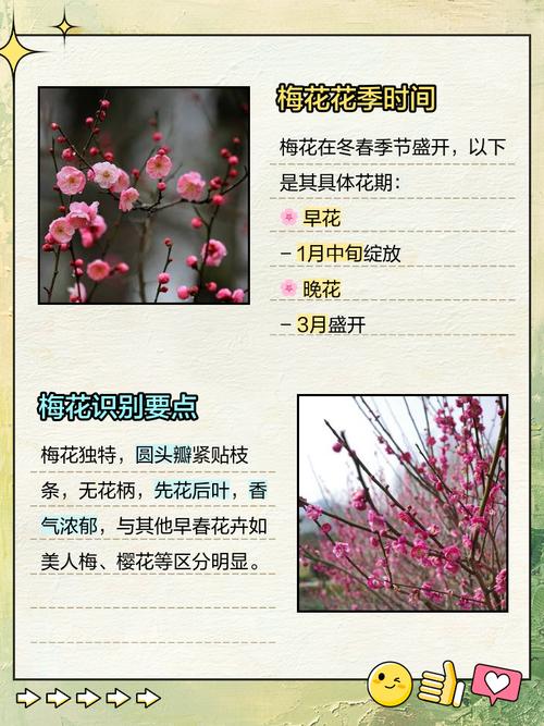 梅花什么时候开花,梅花在什么季节开放,梅花在什么季节开放呢?-第1张图片-优品飞百科 梅花什么时候开花,梅花在什么季节开放,梅花在什么季节开放呢?-第1张图片-优品飞百科