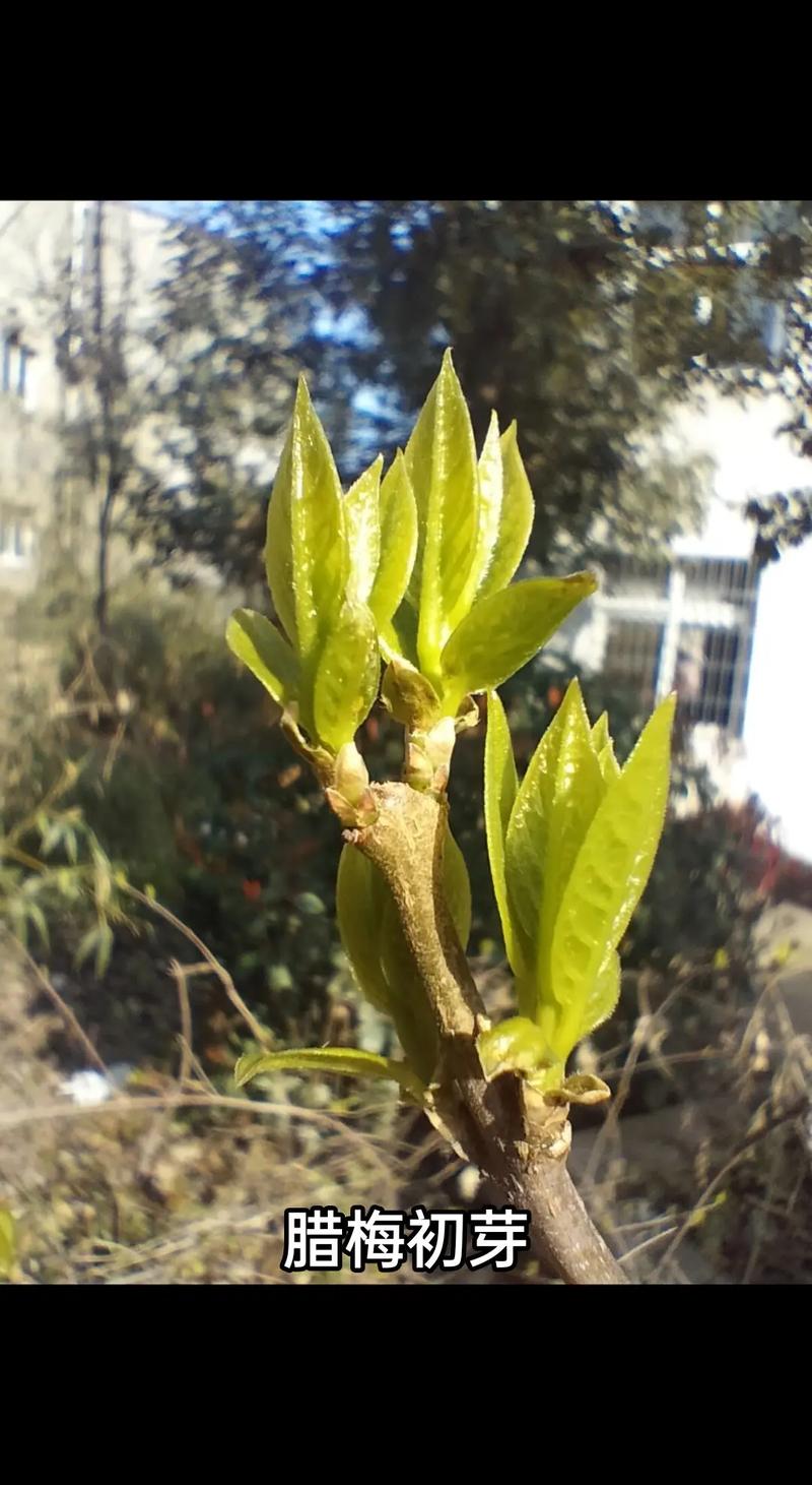 梅花什么时候开花,梅花在什么季节开放,梅花在什么季节开放呢?-第2张图片-优品飞百科 梅花什么时候开花,梅花在什么季节开放,梅花在什么季节开放呢?-第2张图片-优品飞百科