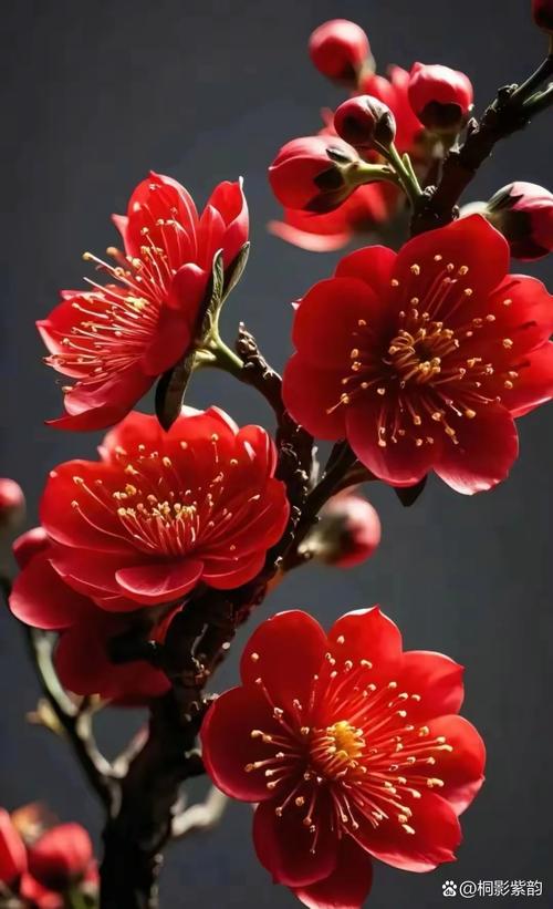 梅花什么时候开花,梅花在什么季节开放,梅花在什么季节开放呢?-第3张图片-优品飞百科 梅花什么时候开花,梅花在什么季节开放,梅花在什么季节开放呢?-第3张图片-优品飞百科