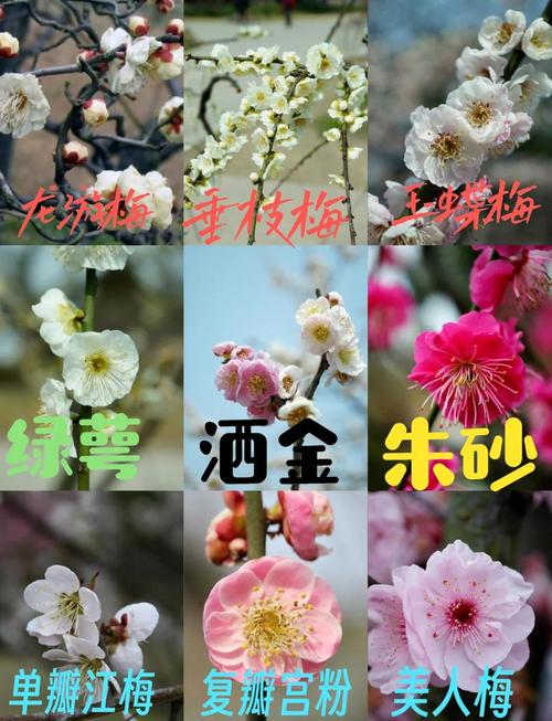 梅花什么时候开花,梅花在什么季节开放,梅花在什么季节开放呢?-第5张图片-优品飞百科 梅花什么时候开花,梅花在什么季节开放,梅花在什么季节开放呢?-第5张图片-优品飞百科