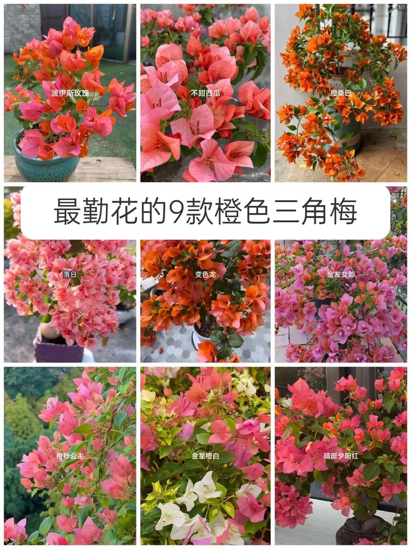 三角梅有几种颜色？同安红三角梅有几种颜色？-第1张图片-优品飞百科