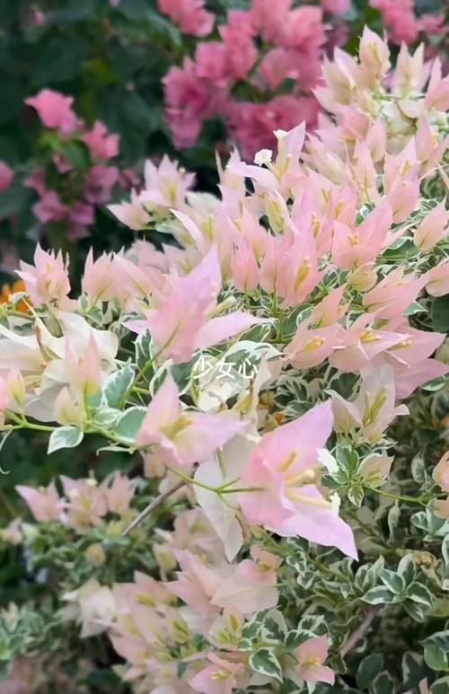 三角梅有几种颜色？同安红三角梅有几种颜色？-第2张图片-优品飞百科