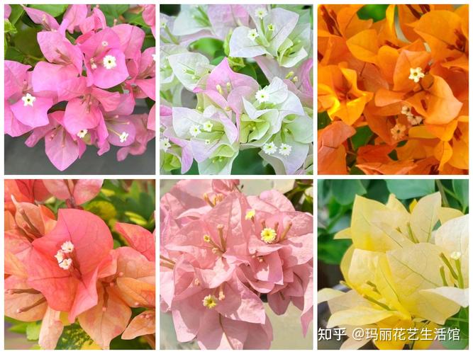 三角梅有几种颜色？同安红三角梅有几种颜色？-第3张图片-优品飞百科