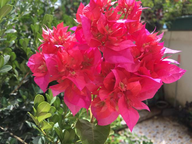 三角梅有几种颜色？同安红三角梅有几种颜色？-第4张图片-优品飞百科