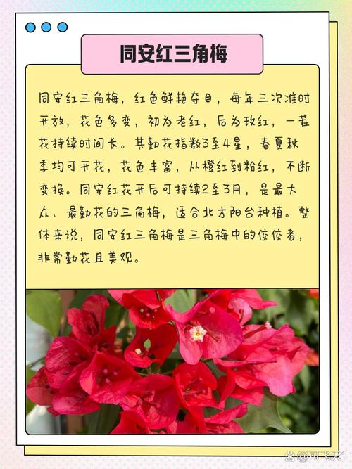 三角梅有几种颜色？同安红三角梅有几种颜色？-第5张图片-优品飞百科