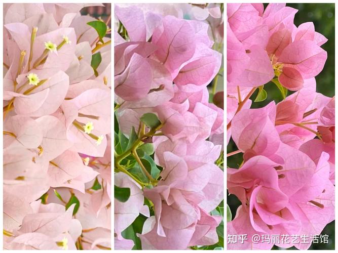 三角梅有几种颜色？同安红三角梅有几种颜色？-第7张图片-优品飞百科