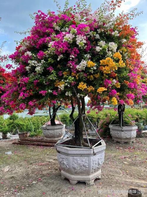 三角梅有几种颜色？同安红三角梅有几种颜色？-第8张图片-优品飞百科