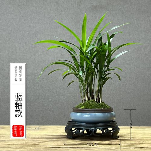 矮棕竹的养殖方法和注意事项，矮棕怎么养？-第2张图片-优品飞百科