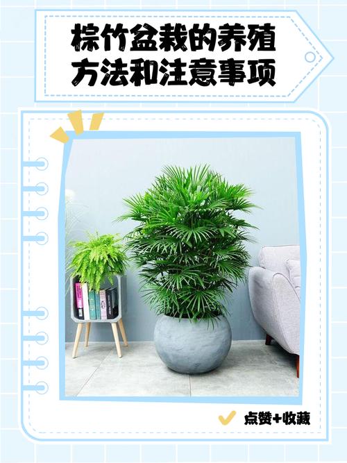 矮棕竹的养殖方法和注意事项，矮棕怎么养？-第5张图片-优品飞百科