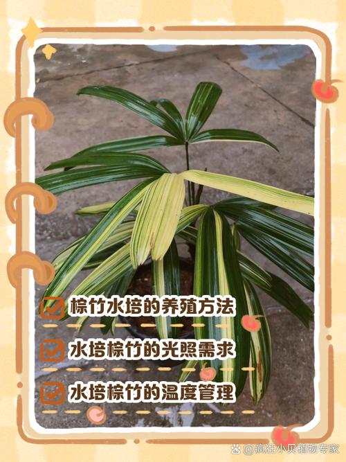 矮棕竹的养殖方法和注意事项，矮棕怎么养？-第6张图片-优品飞百科