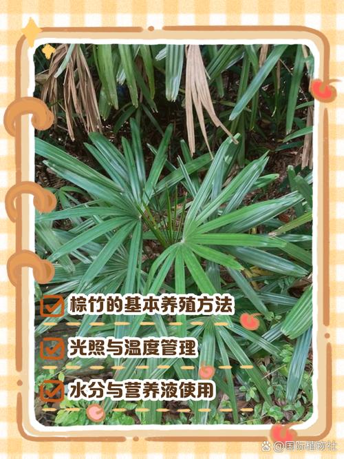 矮棕竹的养殖方法和注意事项，矮棕怎么养？-第7张图片-优品飞百科