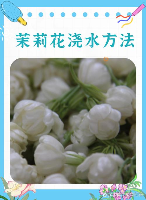 茉莉花可以用淘米水浇吗，浇花生虫怎么办，茉莉花可以浇洗米水吗？-第2张图片-优品飞百科