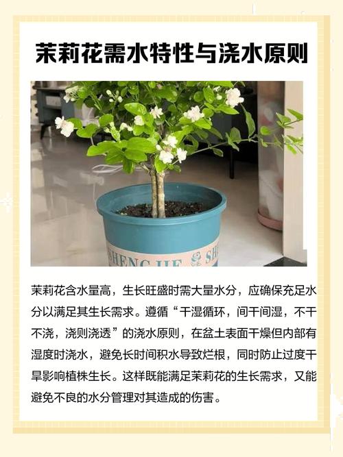 茉莉花可以用淘米水浇吗，浇花生虫怎么办，茉莉花可以浇洗米水吗？-第3张图片-优品飞百科