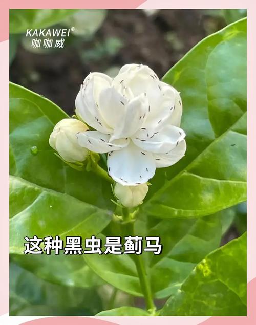 茉莉花可以用淘米水浇吗，浇花生虫怎么办，茉莉花可以浇洗米水吗？-第6张图片-优品飞百科