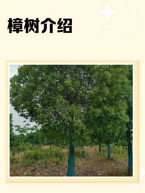 樟树的作用？樟树的作用和危害？-第3张图片-优品飞百科