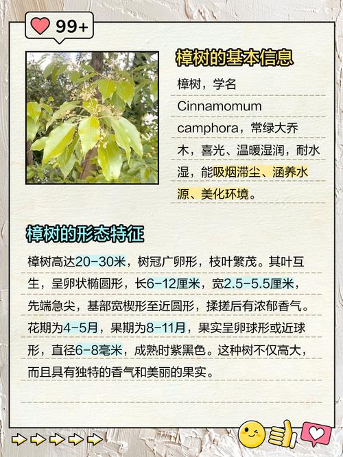 樟树的作用？樟树的作用和危害？-第4张图片-优品飞百科