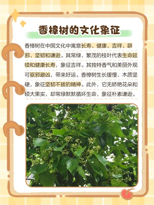 樟树的作用？樟树的作用和危害？-第5张图片-优品飞百科