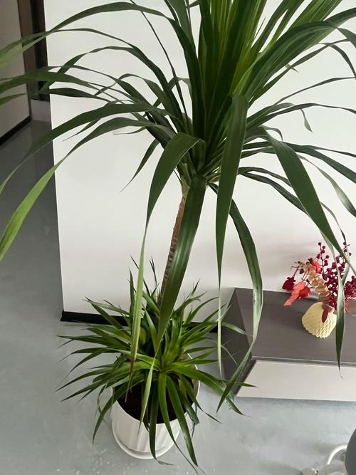 客厅最旺宅的大型植物，客厅最旺宅的大型植物金钱树-第1张图片-优品飞百科