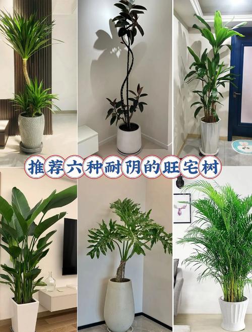 客厅最旺宅的大型植物，客厅最旺宅的大型植物金钱树-第3张图片-优品飞百科